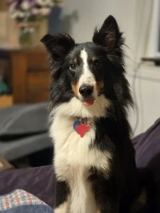 Teddy